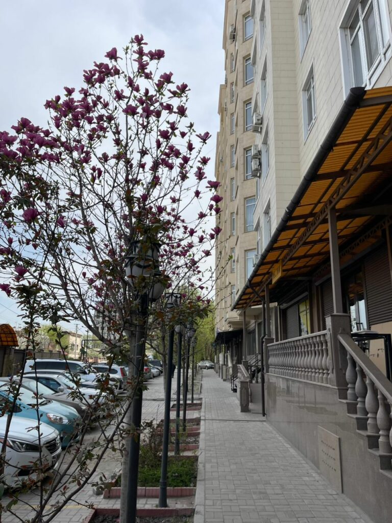 Продаю 2 комн. кварт, Акылбекова 66, ТЭЦ, элитка, 68м2, этаж 8/10, СВЕЖИЙ РЕМОНТ, Полностью укомплектована!Техника и мебель. Цена: 115000$